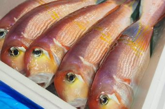 『津本式究極の血抜き』および熟成魚の販売について