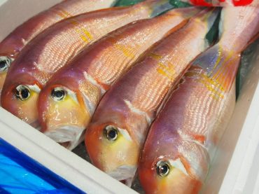 『津本式究極の血抜き』および熟成魚の販売について